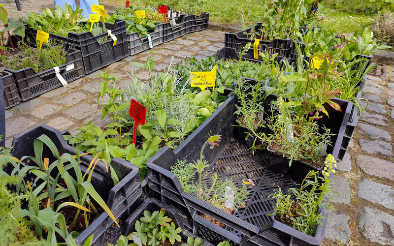 Ecomarkt - plantenbakken