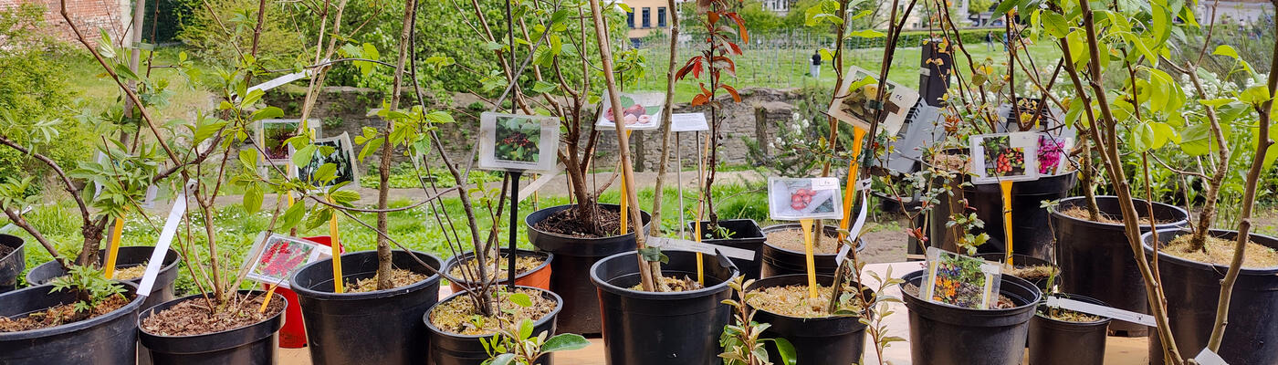 Ecomarkt - planten